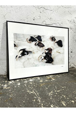 Rams, framed photograph, sgnd Robert Gordon