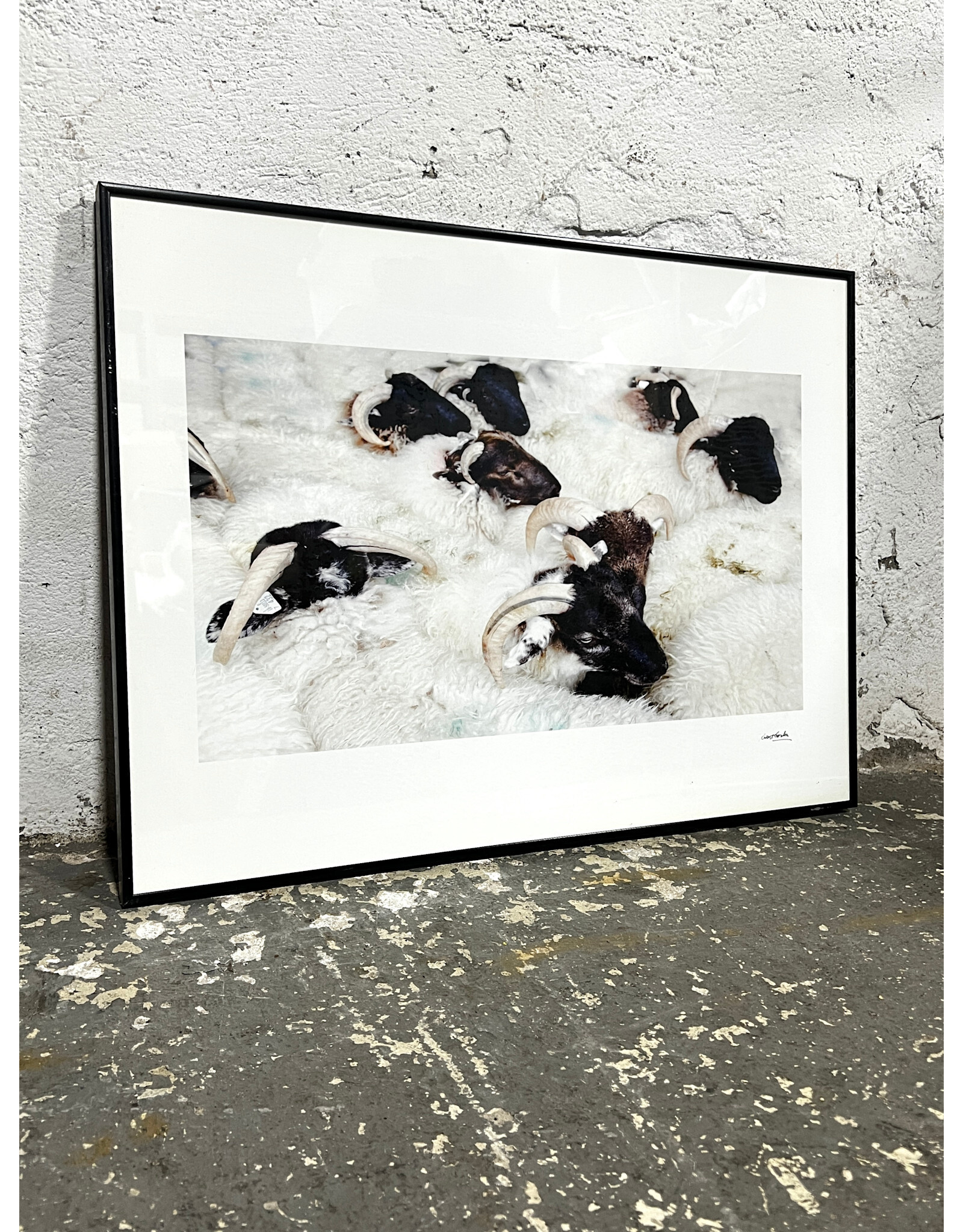 Rams, framed photograph, sgnd Robert Gordon