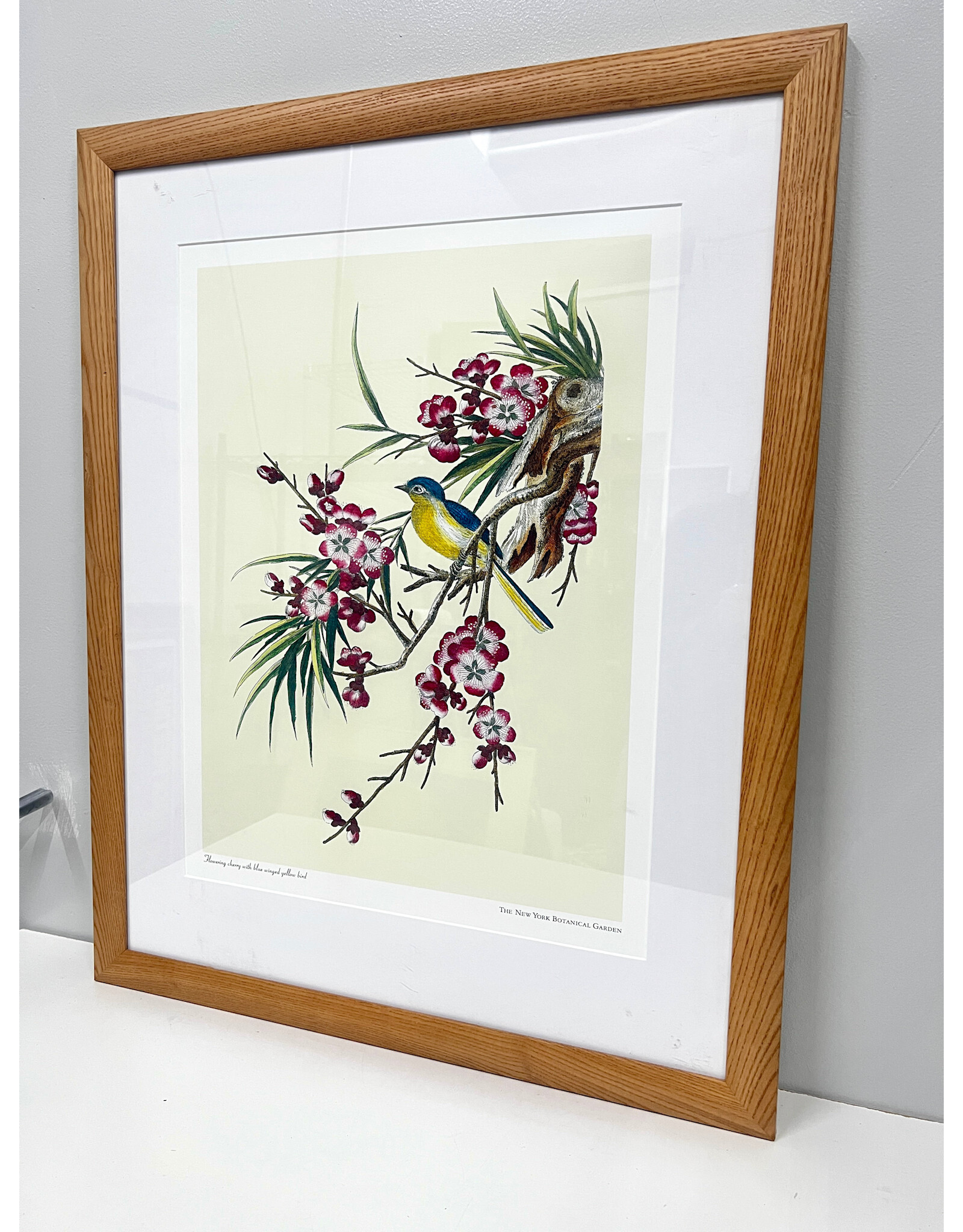 Flowering Cherry With Blue Winged Yellow Bird, framed NYBG Poster