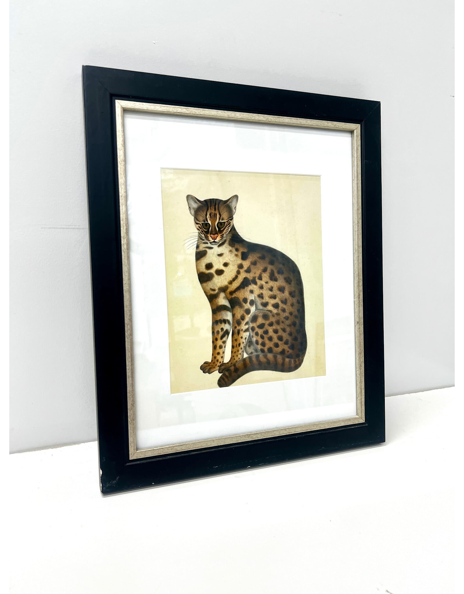 Framed Antique Style Leopard Cat Print