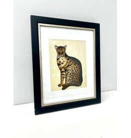 Framed Antique Style Leopard Cat Print