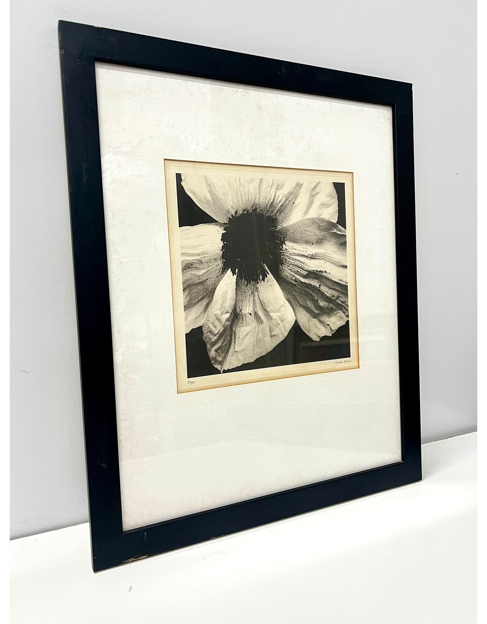 Poppy by Graeme Harris, framed photogravure print