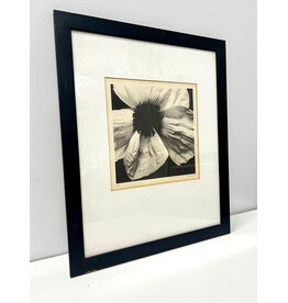 Poppy by Graeme Harris, framed photogravure print