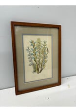 Botanical Print