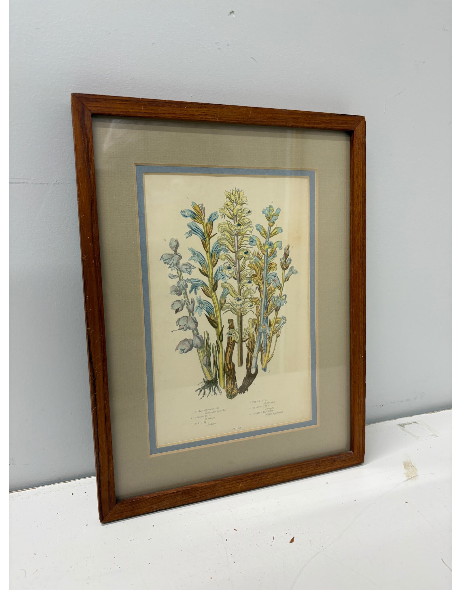 Botanical Print