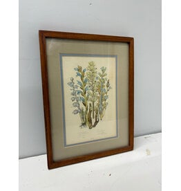 Botanical Print