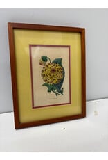 Dahlia Botanical Print