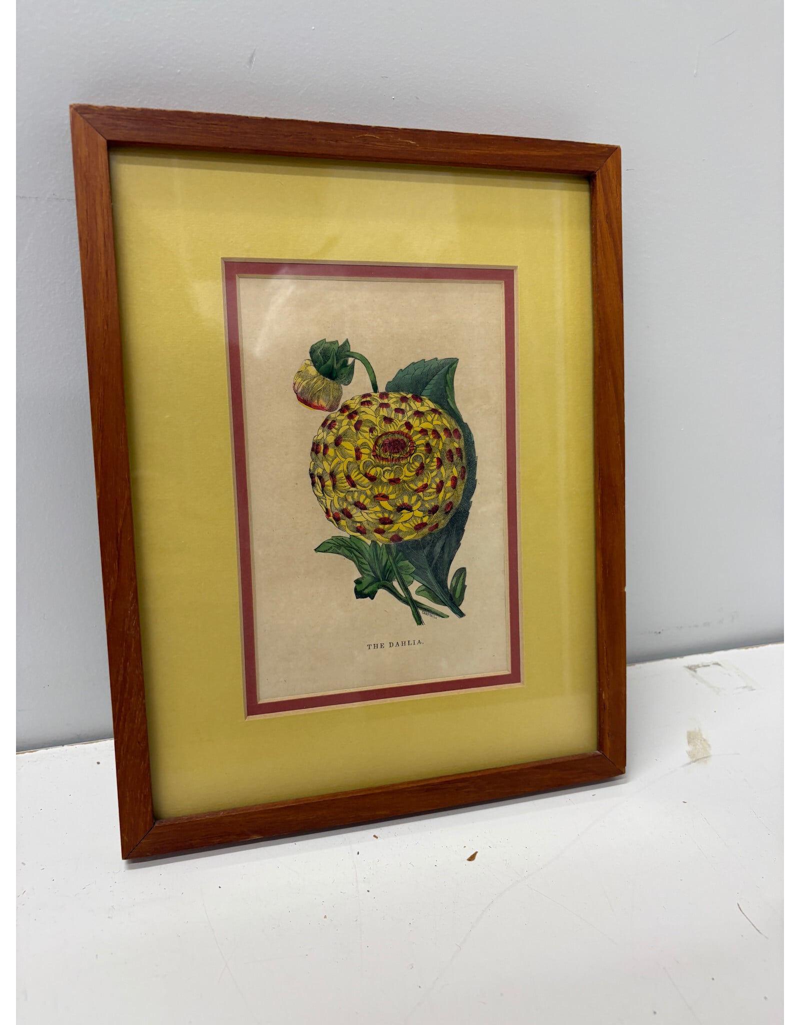 Dahlia Botanical Print
