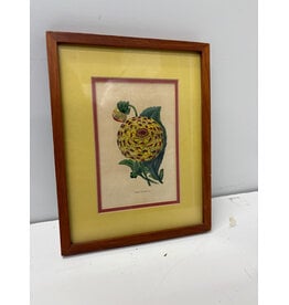 Dahlia Botanical Print