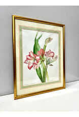Amaryllis, framed watercolor, sgnd Eleanor B. Wunderlich