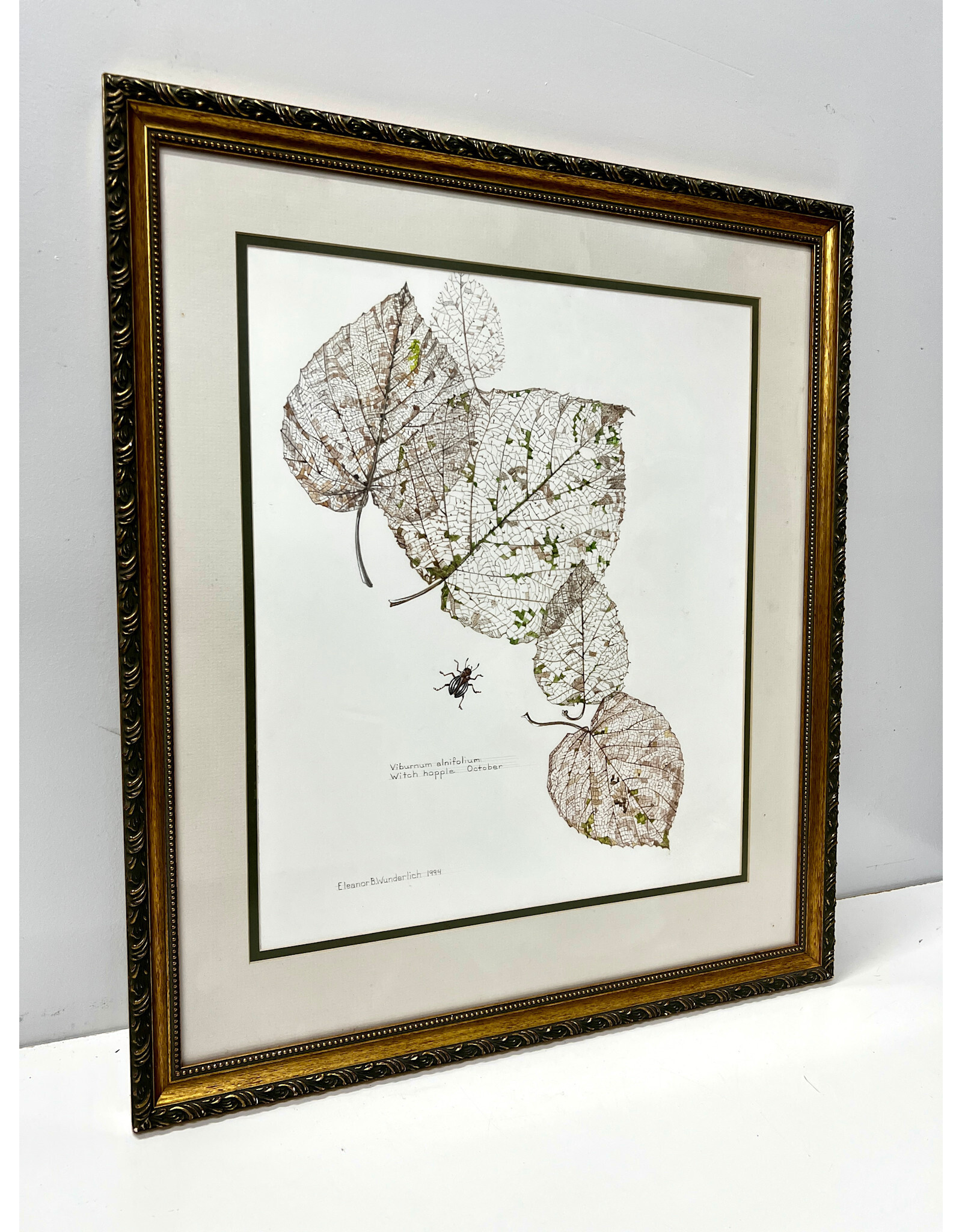 Viburnum Alnifolium--October, framed watercolor, sgnd Eleanor B. Wunderlich