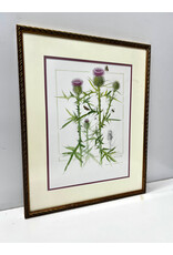 Cirsium Vulgare, framed watercolor, sgnd Eleanor B. Wunderlich