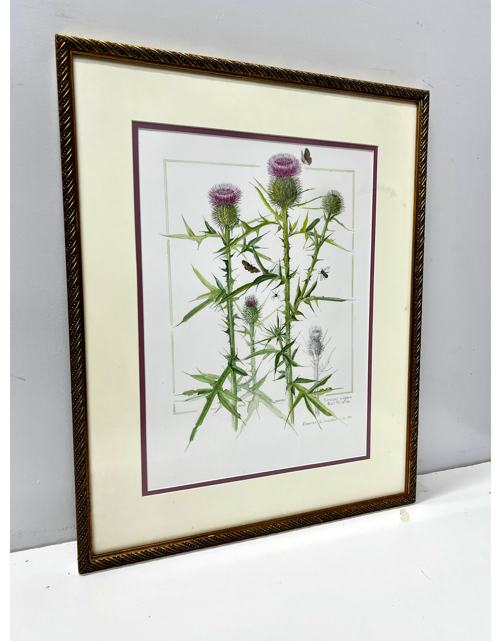 Cirsium Vulgare, framed watercolor, sgnd Eleanor B. Wunderlich