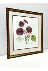 Viburnum Alnifolium--September, framed watercolor, sgnd Eleanor B. Wunderlich