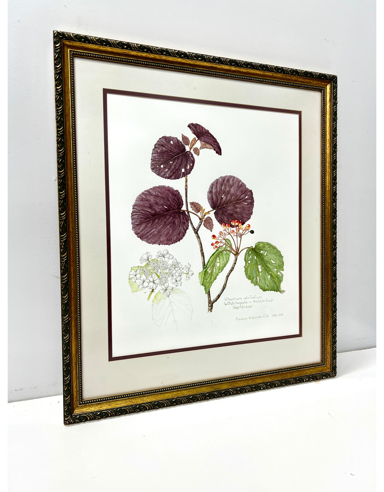 Viburnum Alnifolium--September, framed watercolor, sgnd Eleanor B. Wunderlich