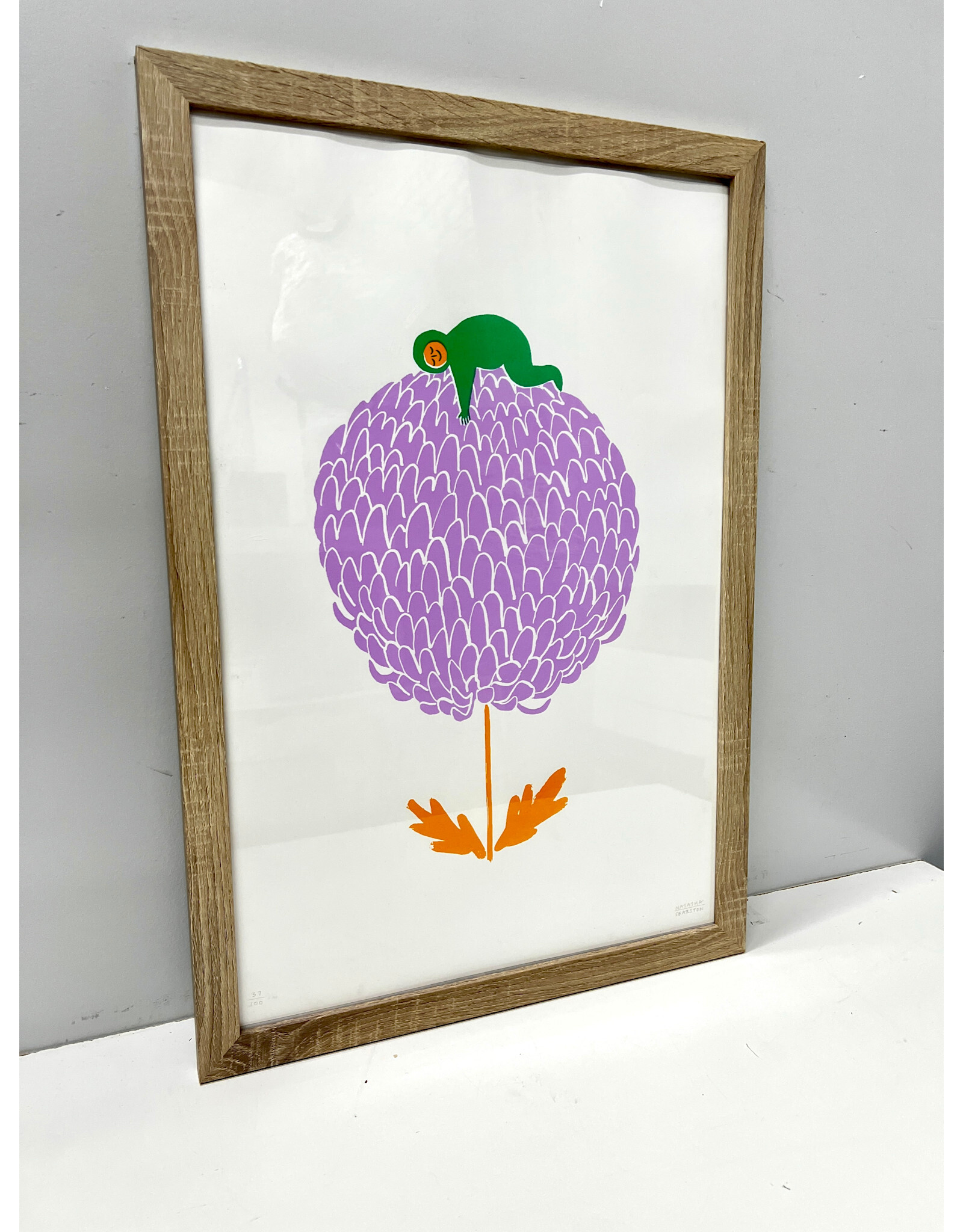 What better place to have a little sleep than atop the soft and bouncy petals of a giant chrysanthemum flower?,framed print, Natasha Searston