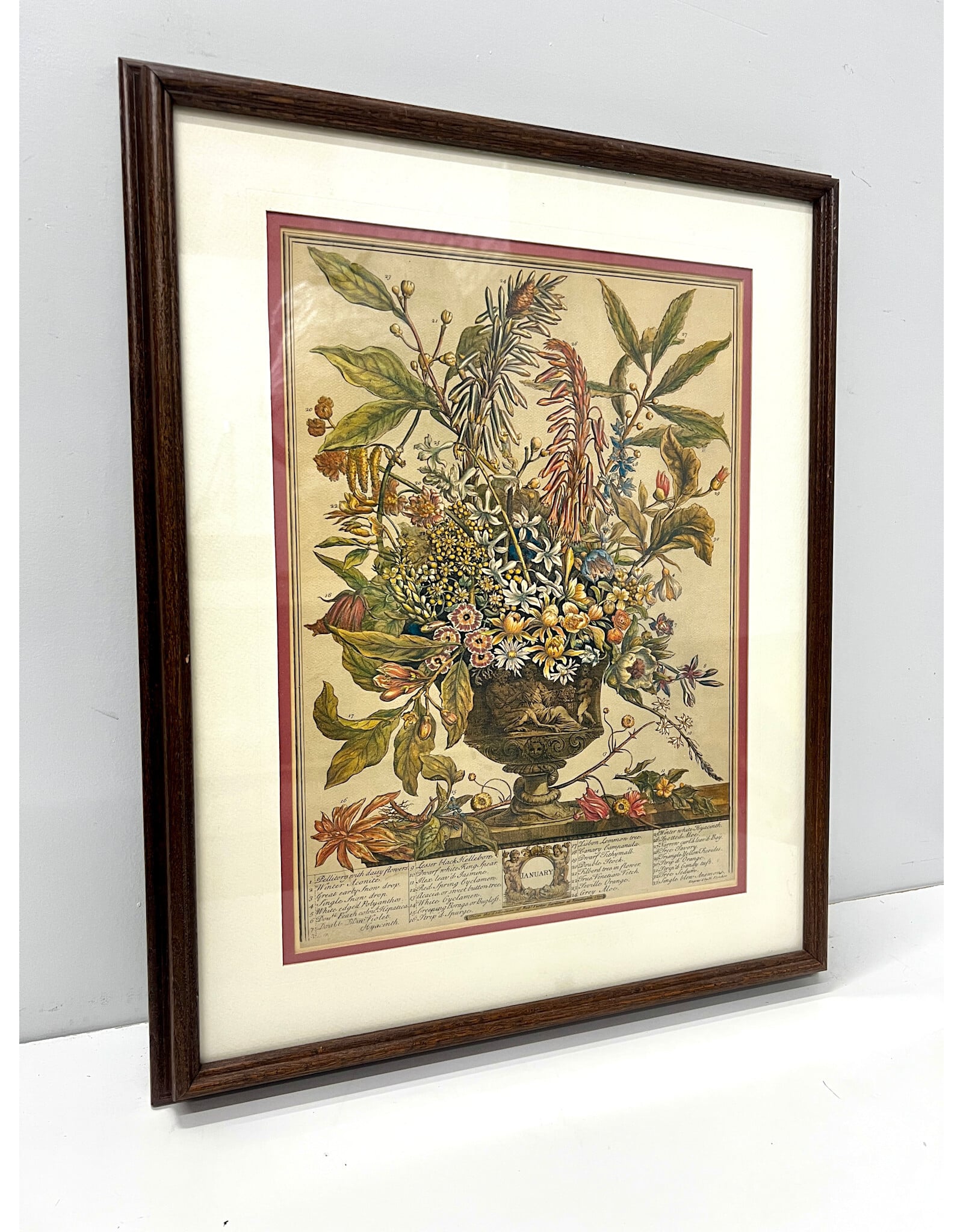 "January" from Twelve Months of Flowers by Robert Furber