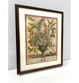 "January" from Twelve Months of Flowers by Robert Furber