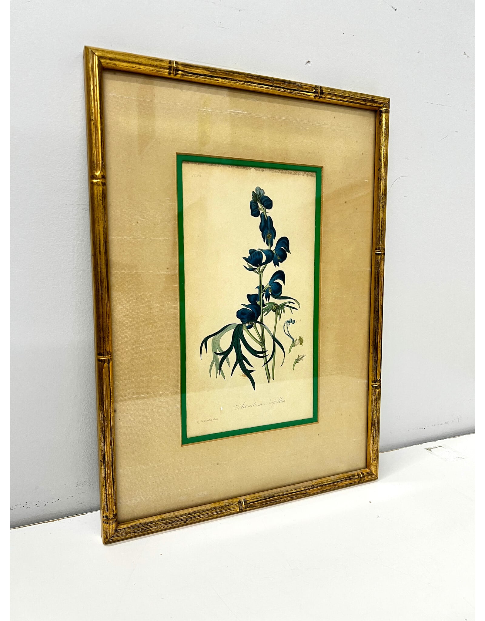 Aconitum Napellus, framed vintage botanical print