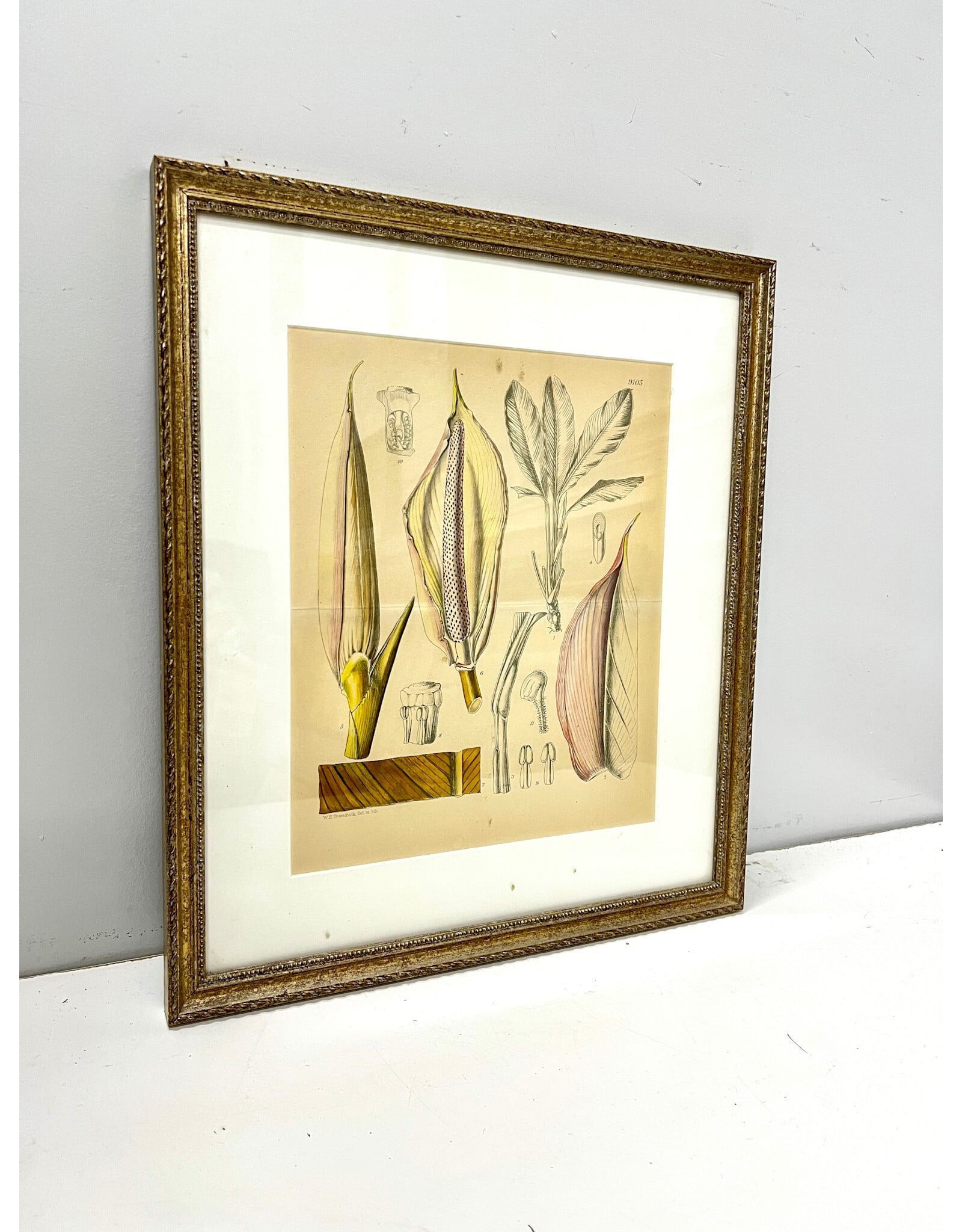 Framed William Edward Trevithick Botanical Study Print