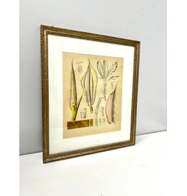 Framed William Edward Trevithick Botanical Study Print