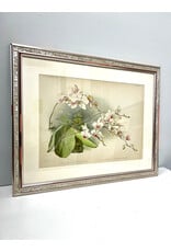 Phalaenopsis Sanderiana from Reichenbachia: Orchids Illustrated and Described by Henry Frederick Conrad Sander, framed print