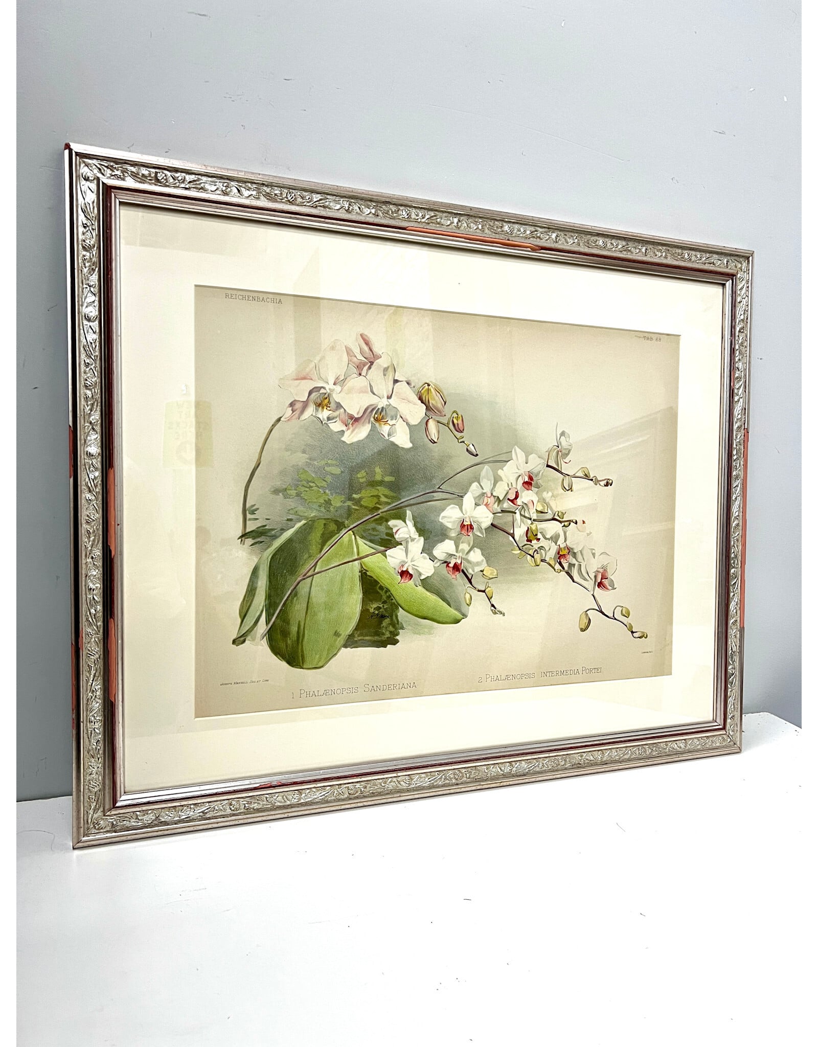 Phalaenopsis Sanderiana from Reichenbachia: Orchids Illustrated and Described by Henry Frederick Conrad Sander, framed print