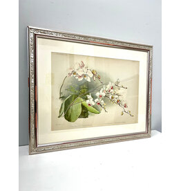 Phalaenopsis Sanderiana from Reichenbachia: Orchids Illustrated and Described by Henry Frederick Conrad Sander, framed print