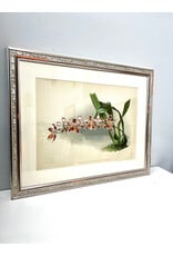 Odontoglossum (Hybridum) Leroyanum from Reichenbachia: Orchids Illustrated and Described by Henry Frederick Conrad Sander, framed print