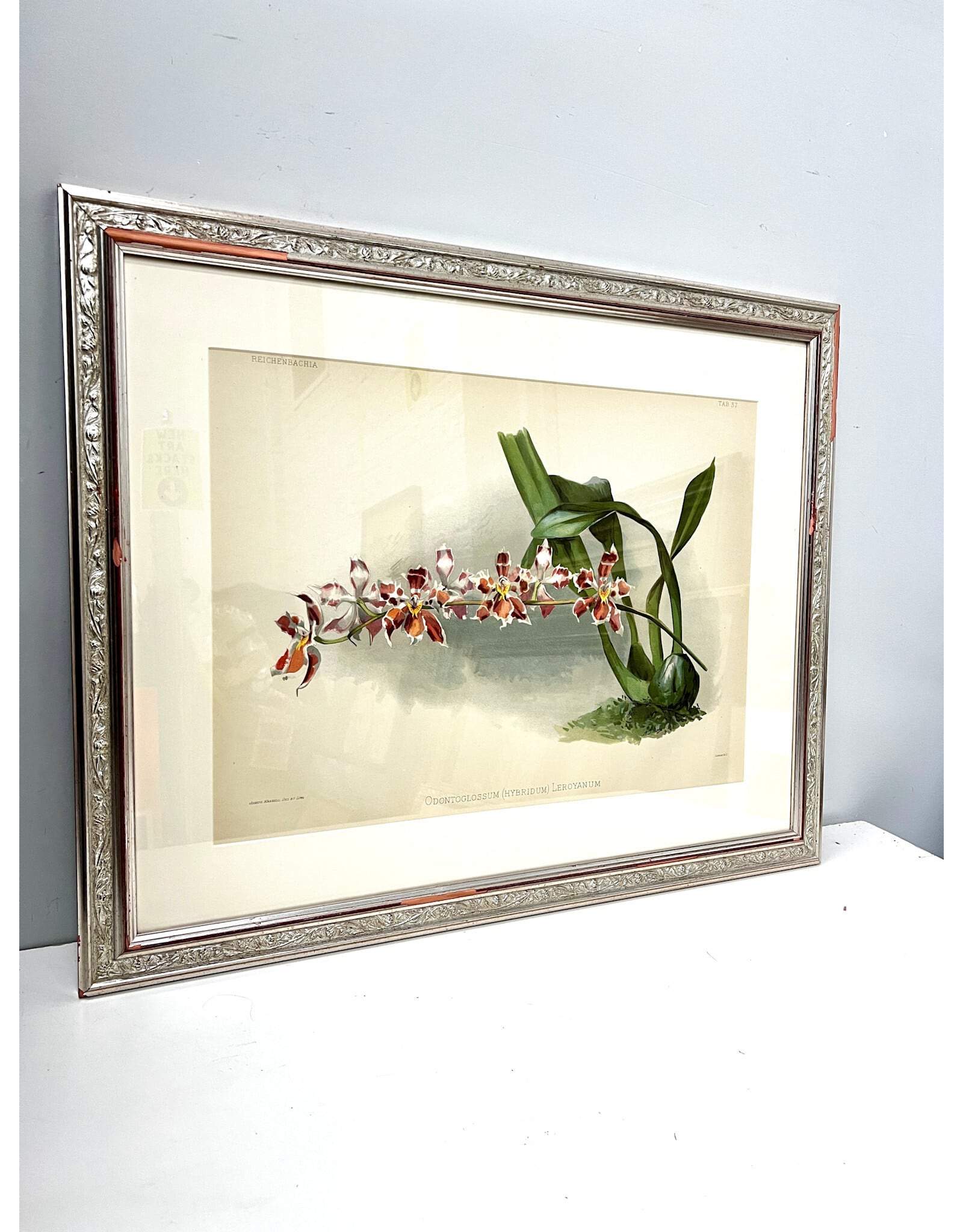 Odontoglossum (Hybridum) Leroyanum from Reichenbachia: Orchids Illustrated and Described by Henry Frederick Conrad Sander, framed print