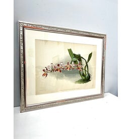 Odontoglossum (Hybridum) Leroyanum from Reichenbachia: Orchids Illustrated and Described by Henry Frederick Conrad Sander, framed print