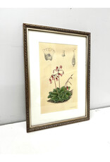 Cortusa Matthioli by Lilian Snelling, framed print
