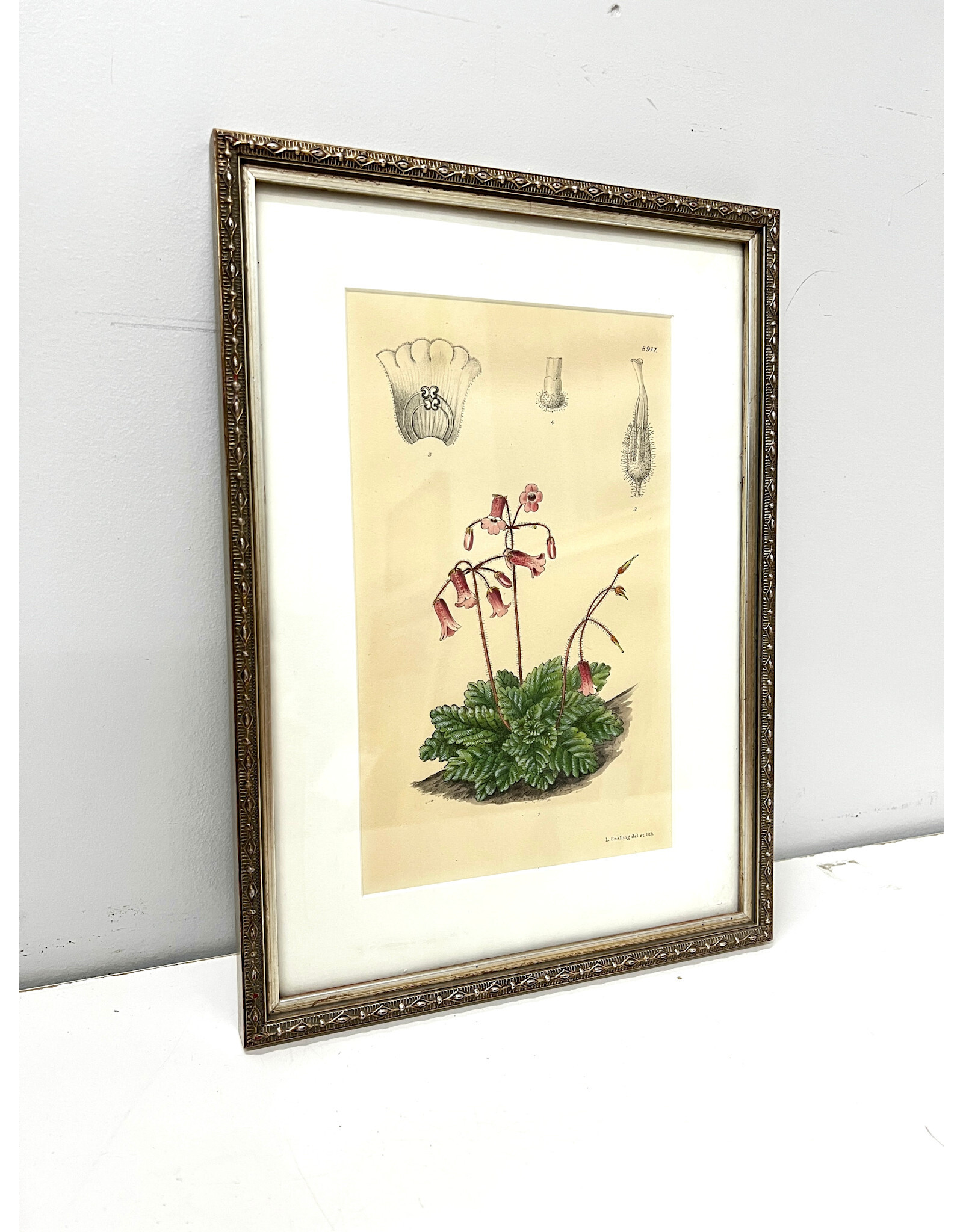 Cortusa Matthioli by Lilian Snelling, framed print