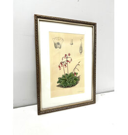Cortusa Matthioli by Lilian Snelling, framed print