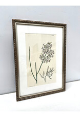 Lilian Snelling framed botanical print