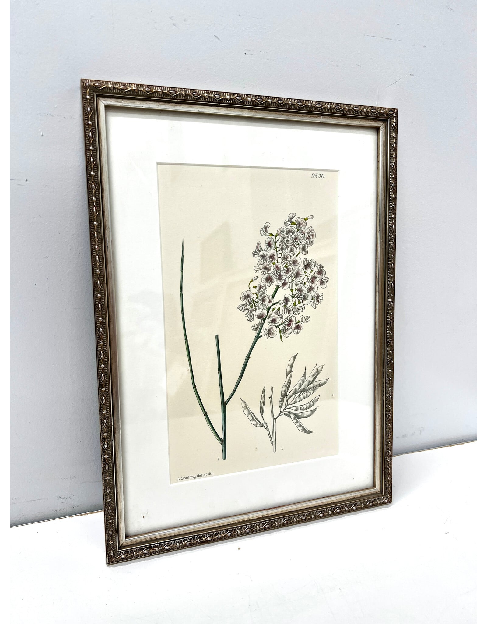 Lilian Snelling framed botanical print