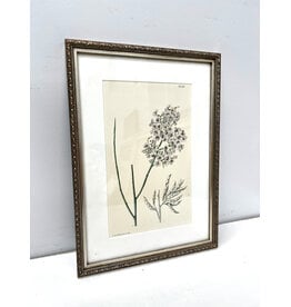 Lilian Snelling framed botanical print