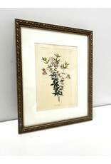 Dog Rose, framed botanical print