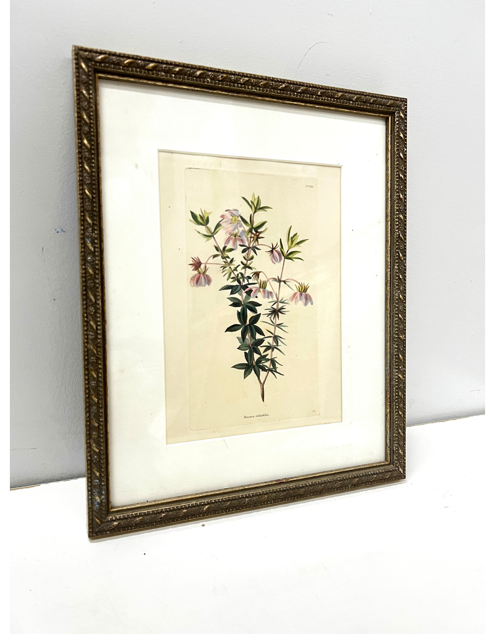 Dog Rose, framed botanical print