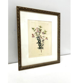 Dog Rose, framed botanical print