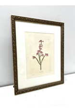 Erica Rubens, framed botanical print