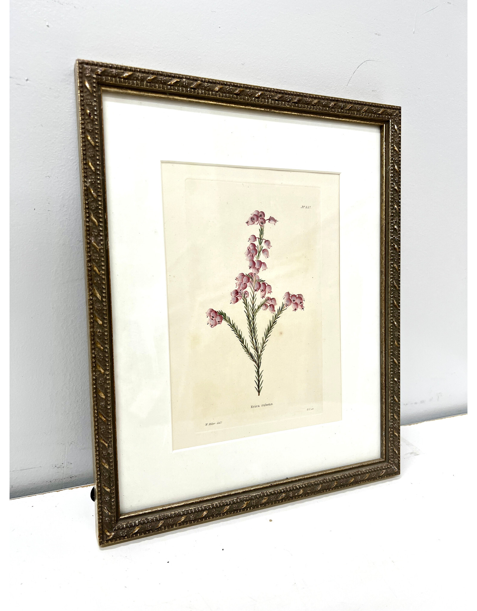 Erica Rubens, framed botanical print