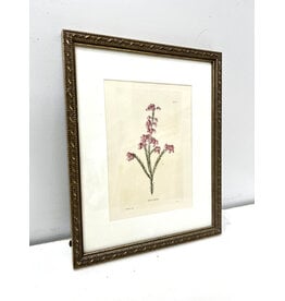 Erica Rubens, framed botanical print