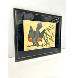 Vintage Natural History Engraving of a Red-Winged Blackbird