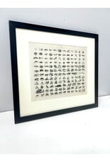 Antique Animal Kingdom Lithograph