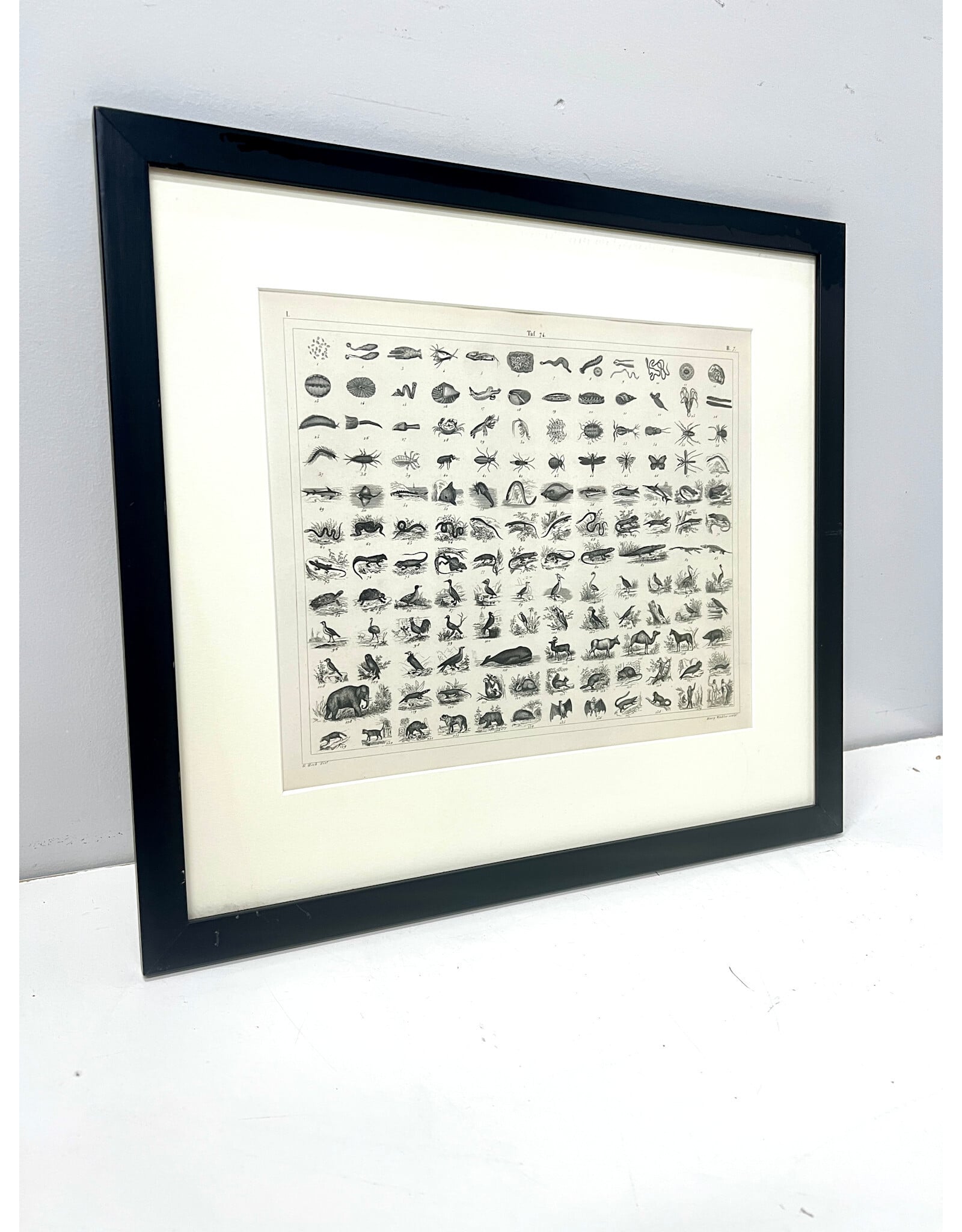 Antique Animal Kingdom Lithograph