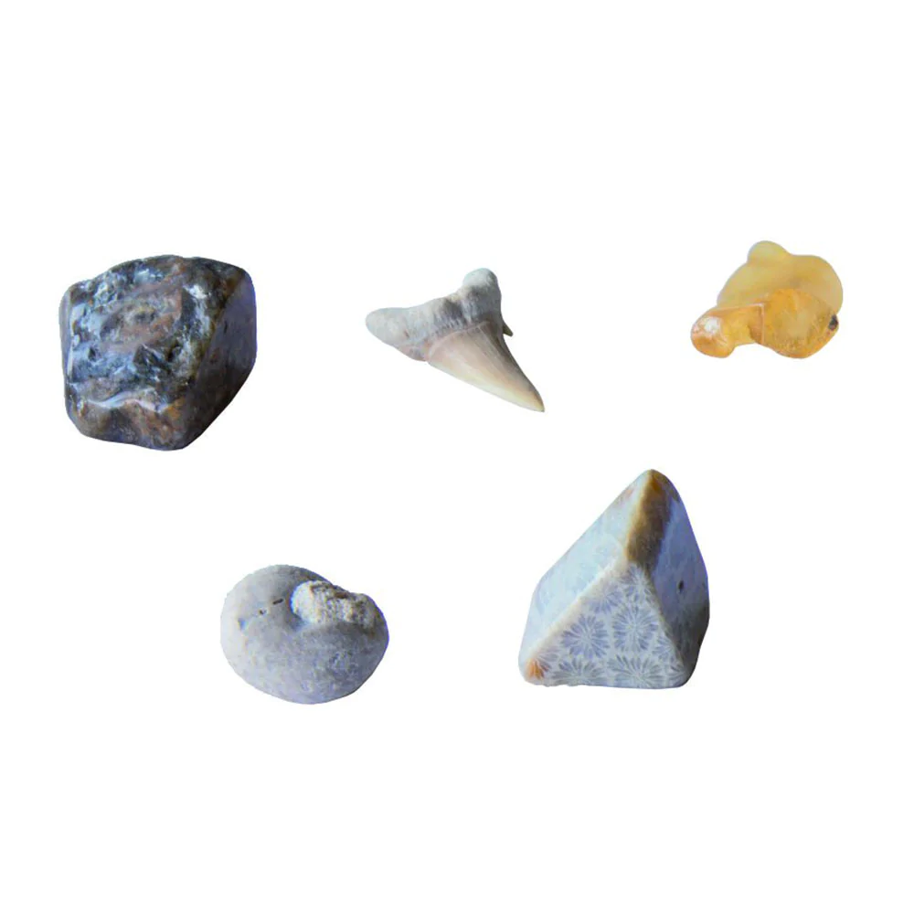 Thames & Kosmos I Dig It! Fossils (7+)