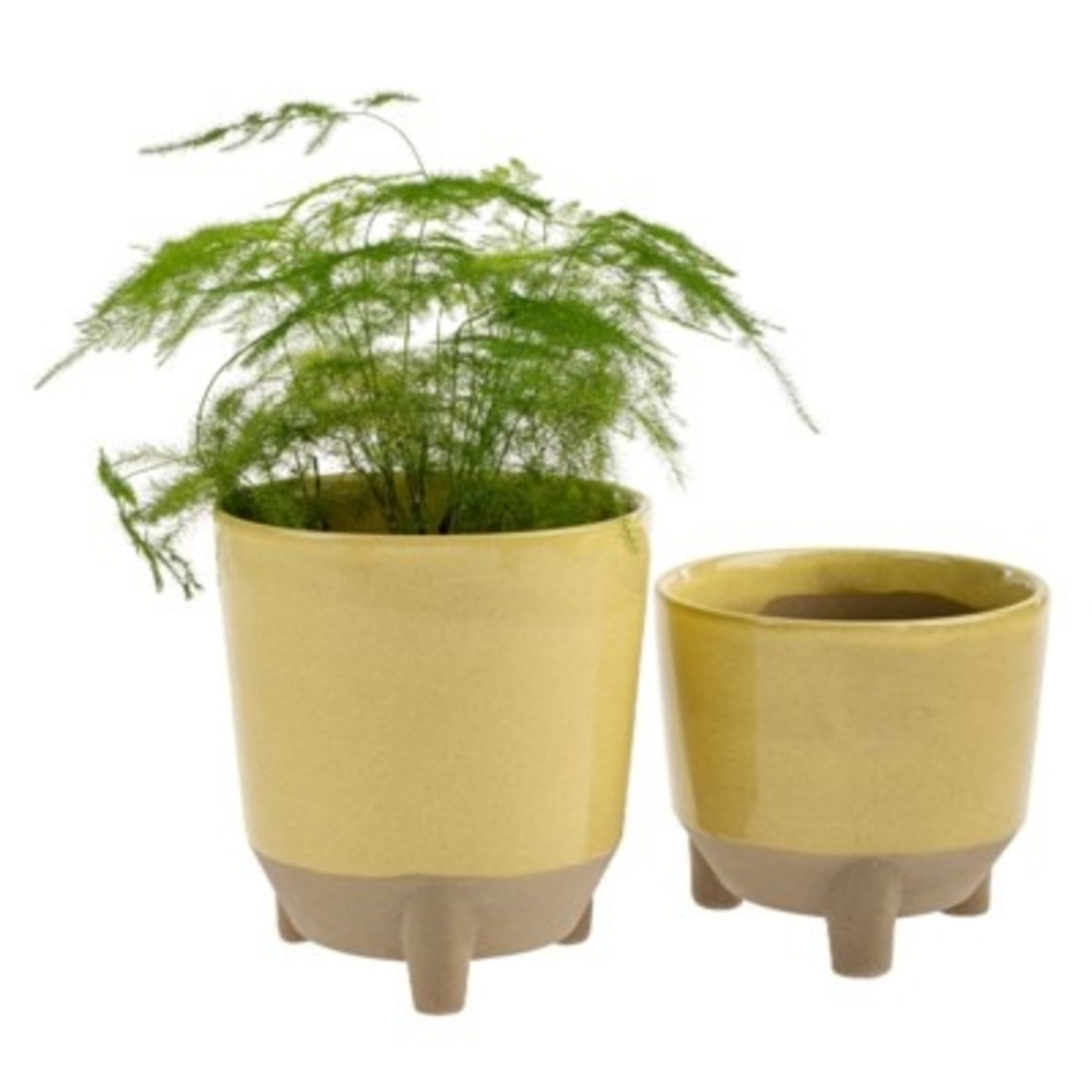 Botanist Pot L, Lemon