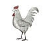 DECOR-ROOSTER TIN18X2*