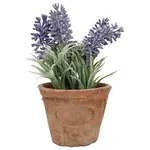 Lavender in At Pot S (SR)